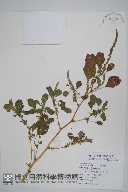 凹葉野莧菜藏品圖，第1張
