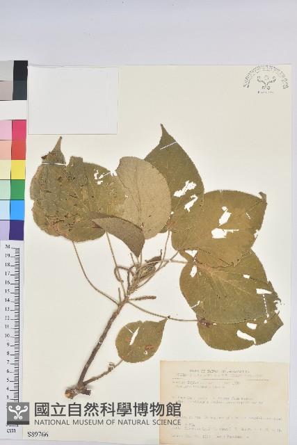 紅頭鐵莧、蘭嶼鐵莧藏品圖，第1張