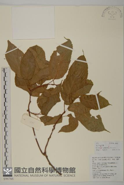 哥蘭葉藏品圖，第1張