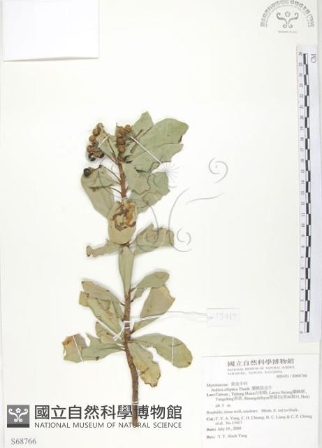 蘭嶼樹杞、蘭嶼紫金牛藏品圖，第1張