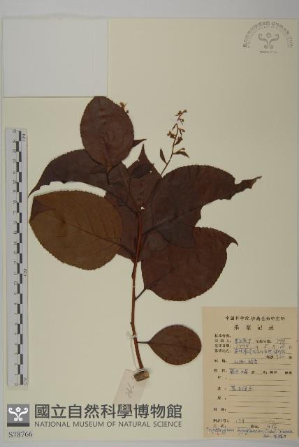 昆明山海棠藏品圖，第1張