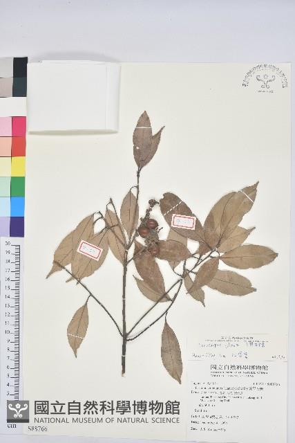 子彈石櫟藏品圖，第1張