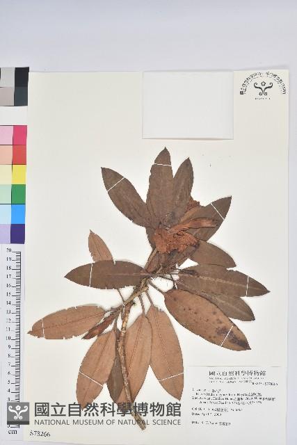 南湖杜鵑藏品圖，第1張