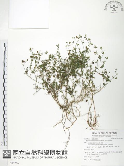 玉山金絲桃藏品圖，第1張