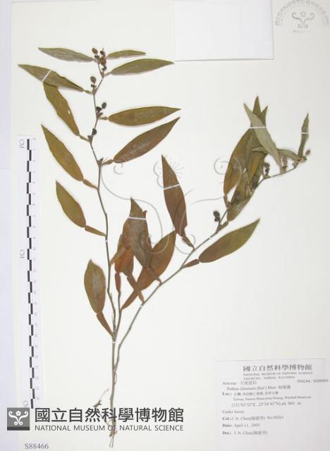 柚葉藤藏品圖，第1張