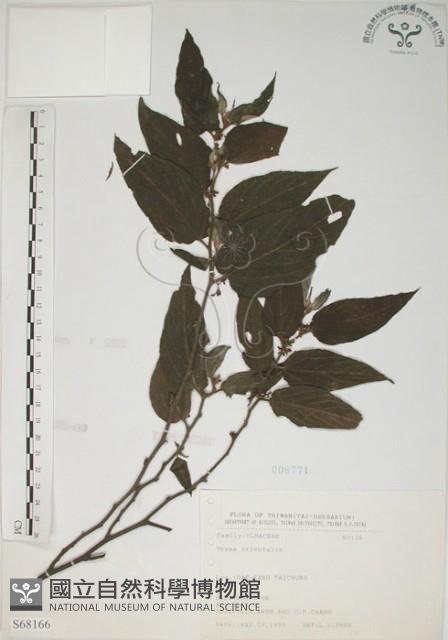 山黃麻藏品圖，第1張