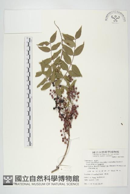 臺灣馬桑藏品圖，第1張