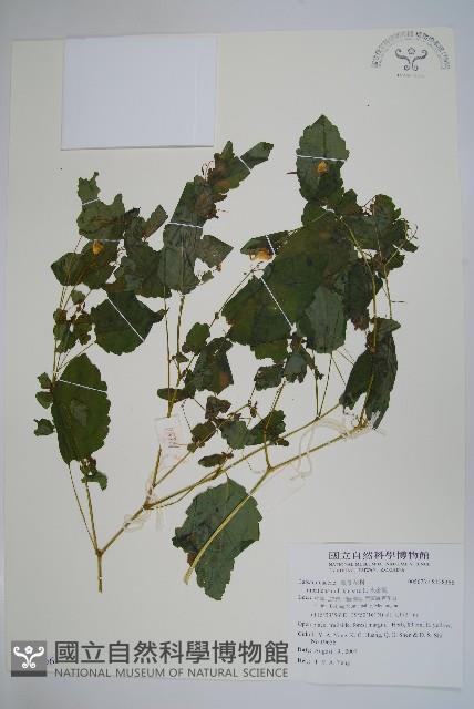 水金鳳藏品圖，第1張