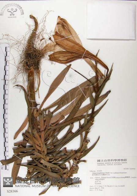 粗莖麝香百合、糙莖麝香百合、鐵炮百合藏品圖，第1張