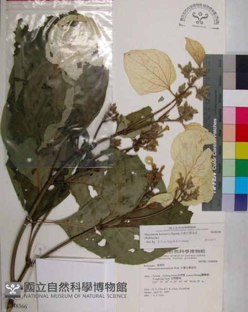 大葉玉葉金花藏品圖，第1張