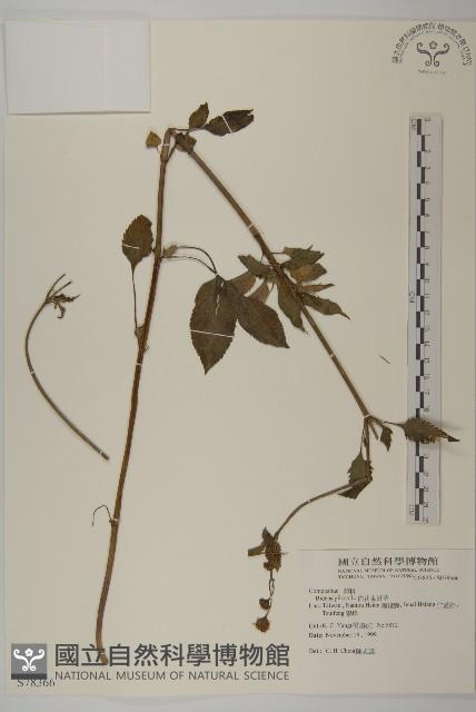 白花鬼針藏品圖，第1張