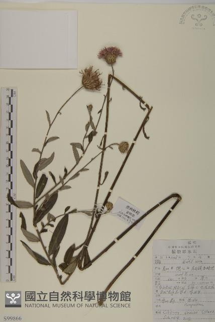 華薊藏品圖，第1張