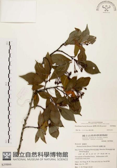 臺灣石楠藏品圖，第1張