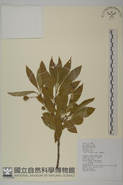 厚葉衛矛, 源一木藏品圖，第1張