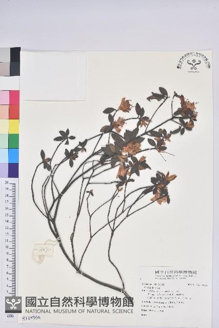 登錄號:S118866藏品圖，第1張