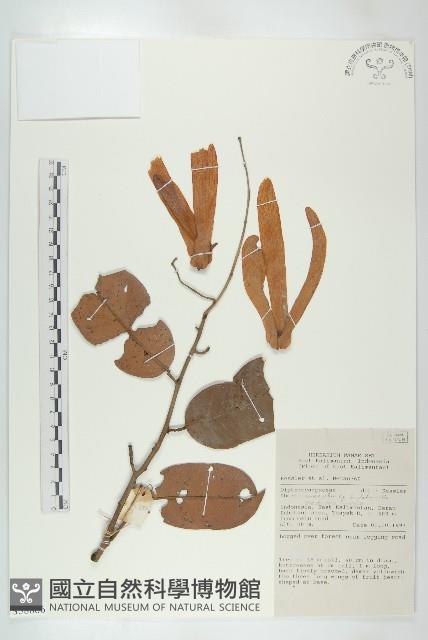 登錄號:S058866藏品圖，第1張