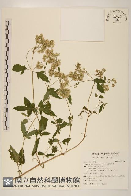 臺灣澤蘭藏品圖，第1張