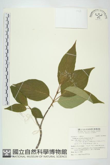 梜木藏品圖，第1張