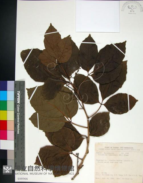 止宮樹藏品圖，第1張