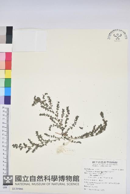 伏生大戟藏品圖，第1張