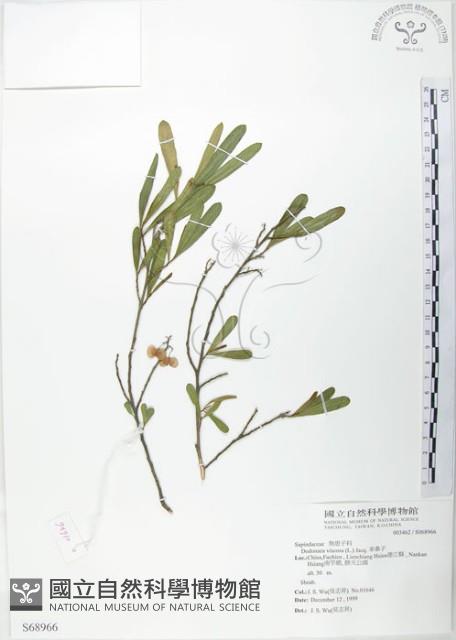 車桑子藏品圖，第1張