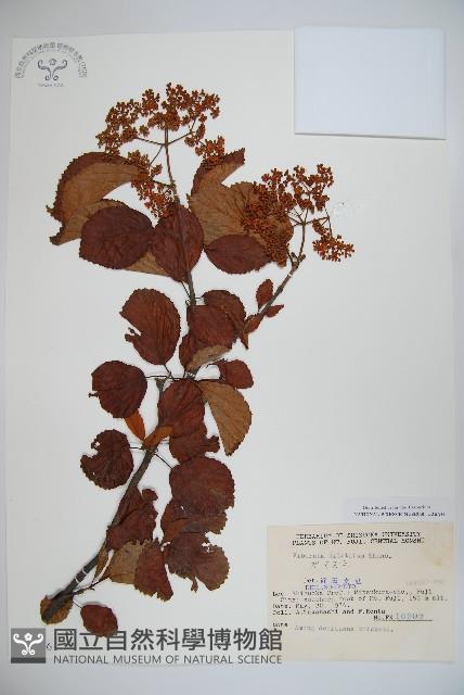 莢迷藏品圖，第1張