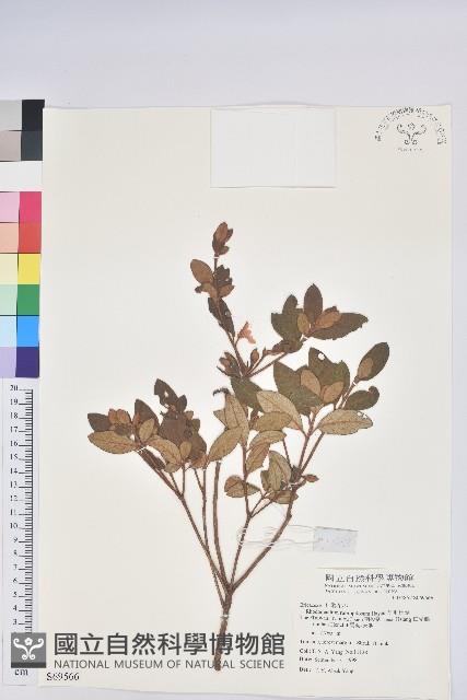 紅毛杜鵑藏品圖，第1張