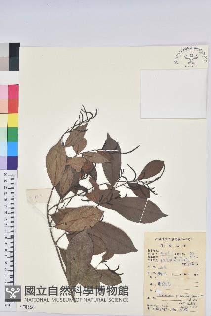 日本五月茶、南投五月茶藏品圖，第1張