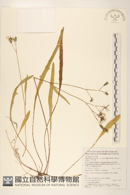 剪刀股藏品圖，第1張