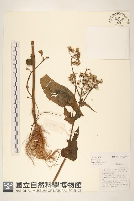 密傘千里光藏品圖，第1張