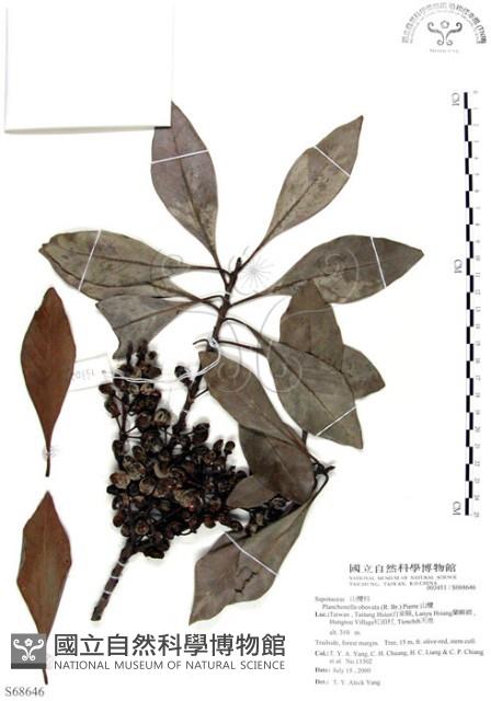 山欖、樹青藏品圖，第1張