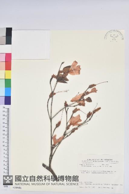 守城滿山紅、馬禮士杜鵑藏品圖，第1張