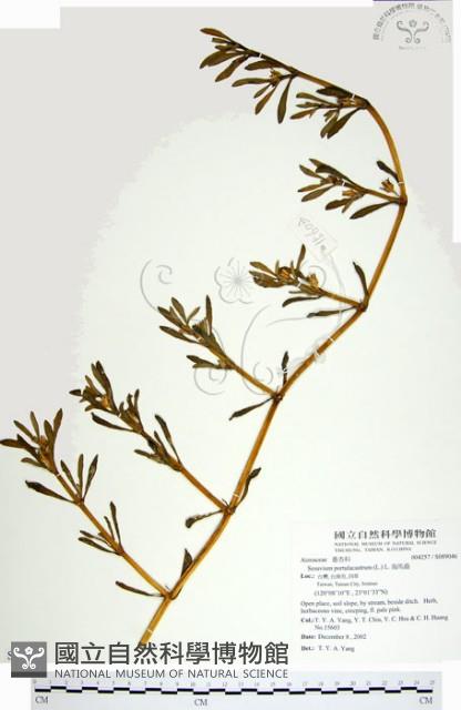 海馬齒藏品圖，第1張