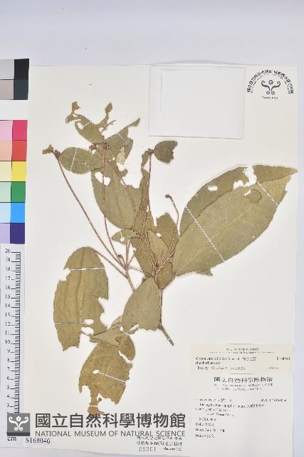 裡白巴豆藏品圖，第1張