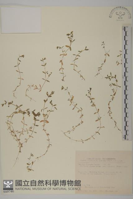 天蓬草、雀舌草藏品圖，第1張