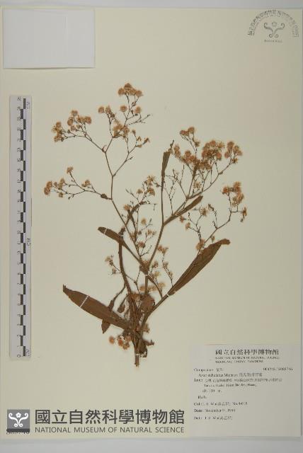 掃帚菊藏品圖，第1張