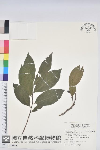 刺杜密藏品圖，第1張