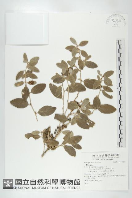 登錄號:S148246藏品圖，第1張