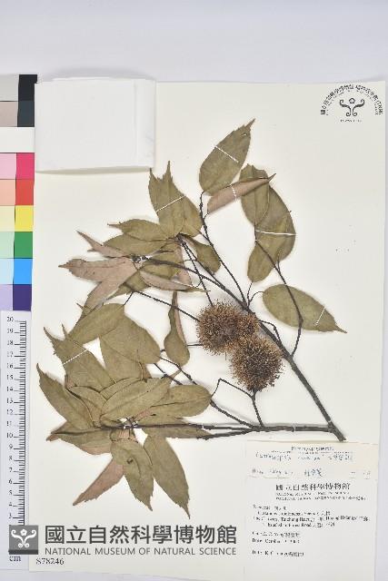 大葉苦櫧藏品圖，第1張