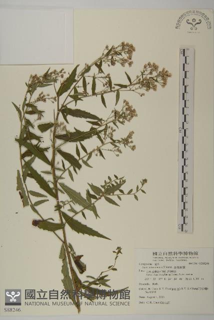 臺灣馬蘭藏品圖，第1張