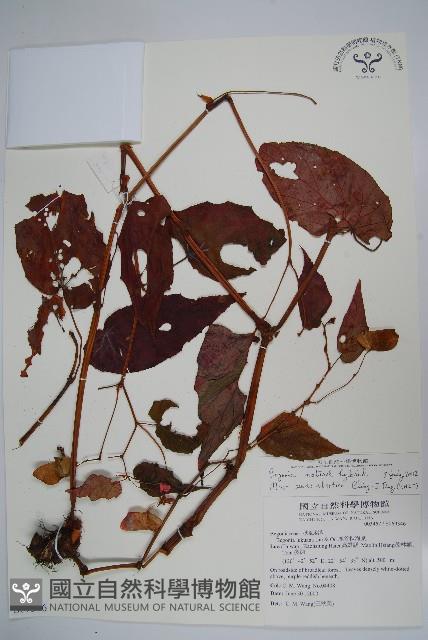 登錄號:S069346藏品圖，第1張