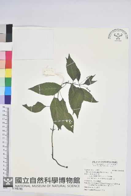 山靛藏品圖，第1張