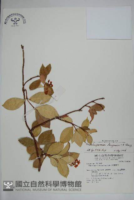 蘭嶼絡石藏品圖，第1張