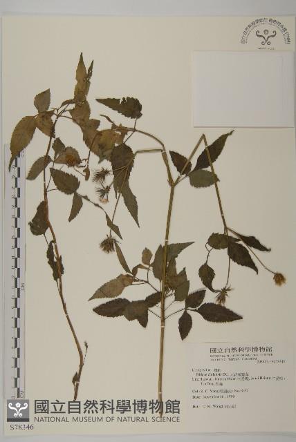 大花咸豐草藏品圖，第1張