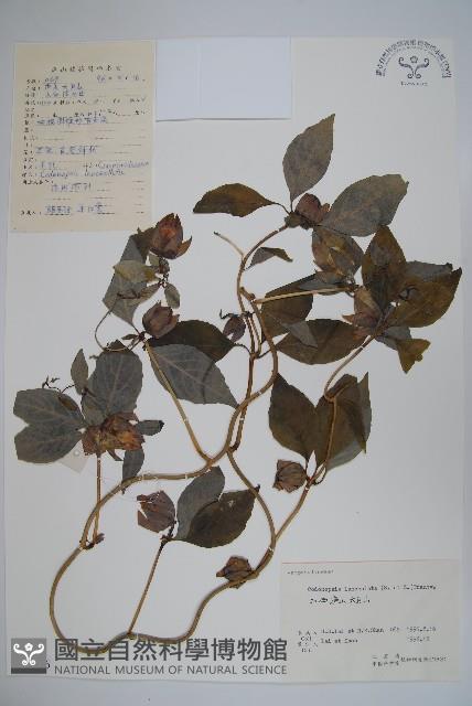 羊乳、四葉參藏品圖，第1張