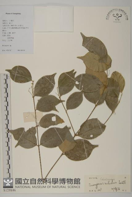 亮葉衛矛、中華衛矛藏品圖，第1張