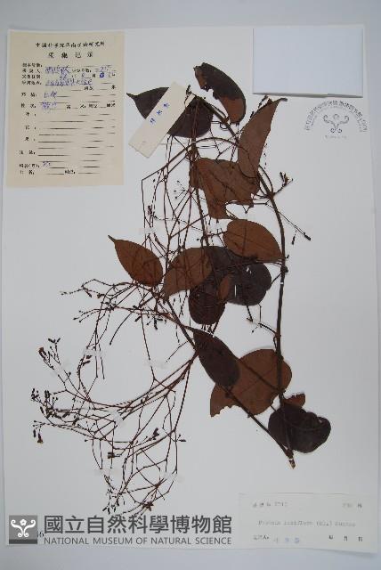 帘子藤藏品圖，第1張