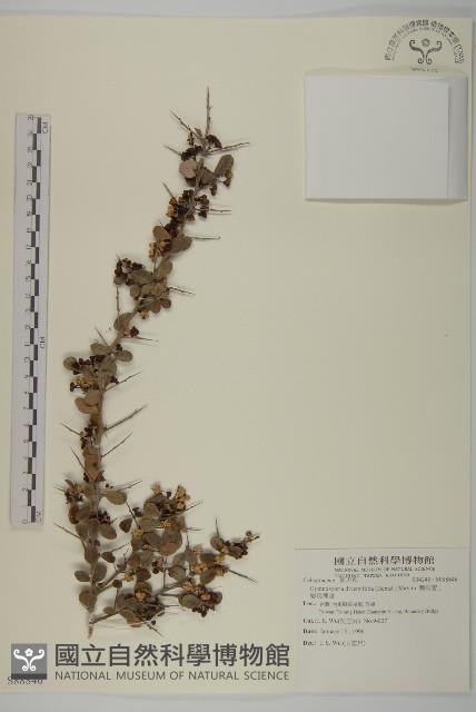 刺裸實、變葉裸實藏品圖，第1張