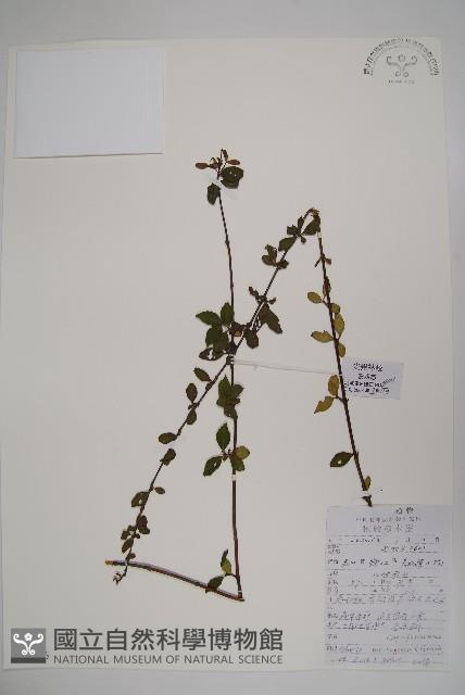 二翅六道木藏品圖，第1張