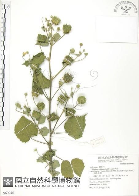 冬葵子藏品圖，第1張